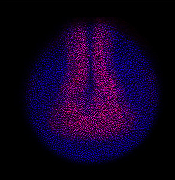Immunofluorescent image of a Xenopus mid-neurula using anti-Transcription Factor Sox-3-A [DA5H6] (magenta). Image credit: Dominique Alfandari.